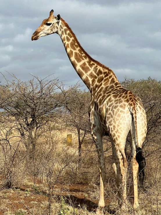 there is a very tall giraffe walking in the wild