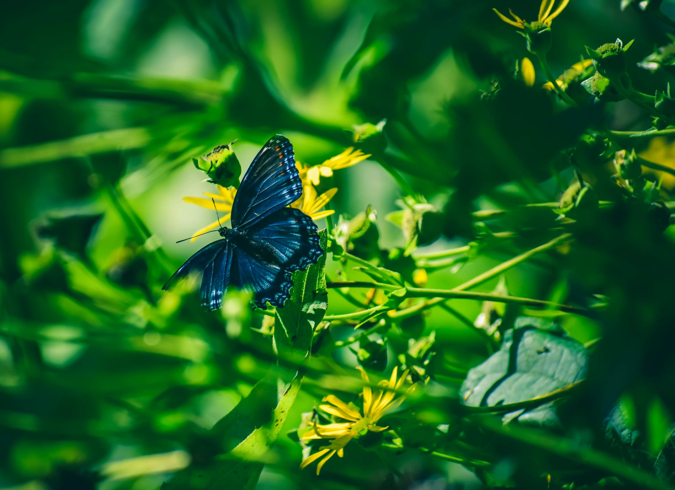 a blue erfly that is sitting on some yellow flowers