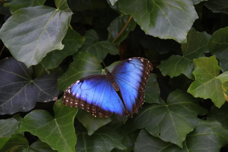 a blue erfly sitting on top of green leaves