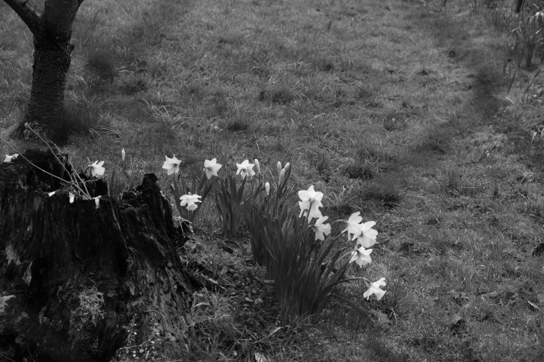 a black and white po with white flowers