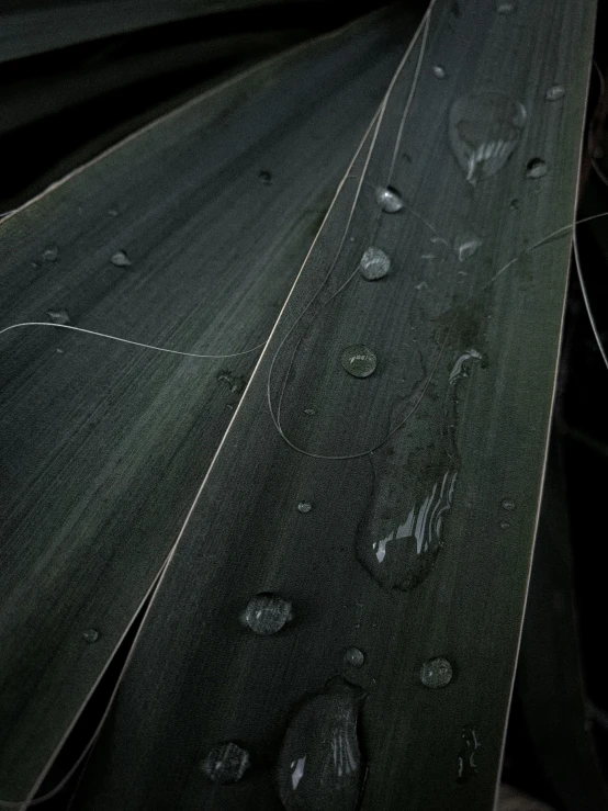 rain drops on black leaves are shown