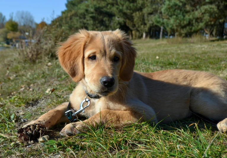 the puppy is sitting in the grass near trees