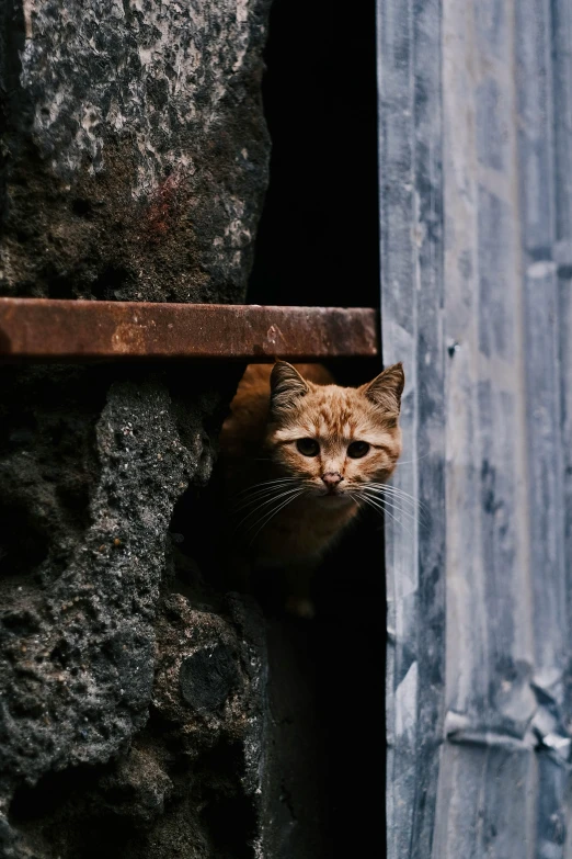 an orange cat peeking out a hole in a rock