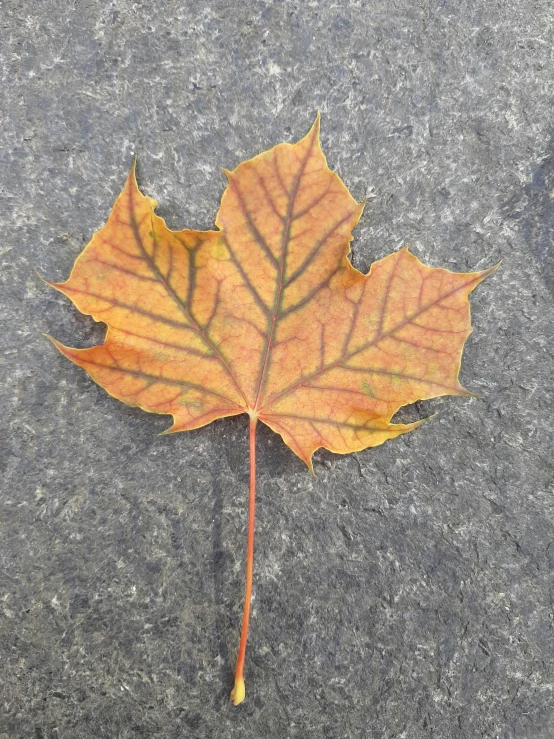 a fallen leaf on a sidewalk next to a street