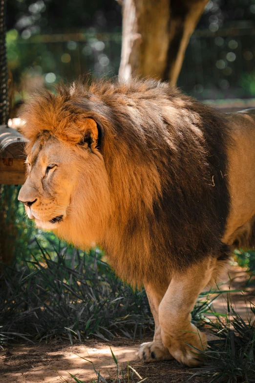 a large lion standing under a tree near a fence