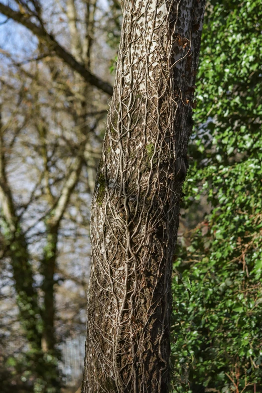 a bunch of green vines on the bark of a tree