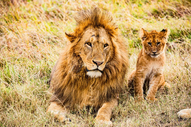 a lion and her cub lying down in a grassy area