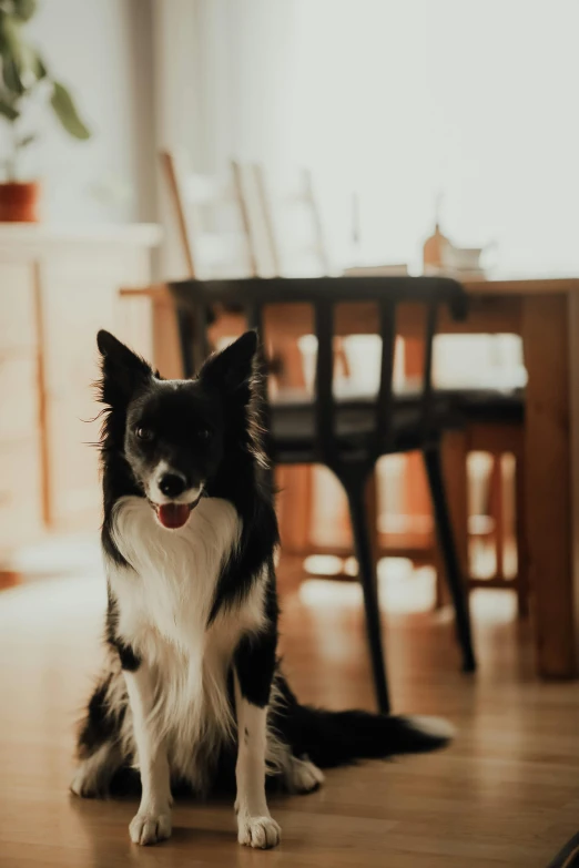 a dog standing on a wooden floor in front of a table