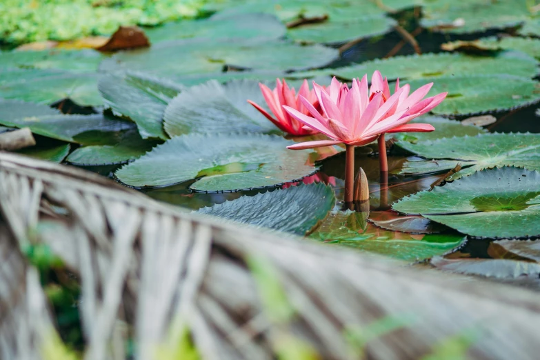 a water lily floating in a pond near a fence