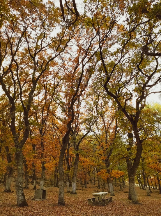 an autumn scene with leaves on the ground and several trees in the background