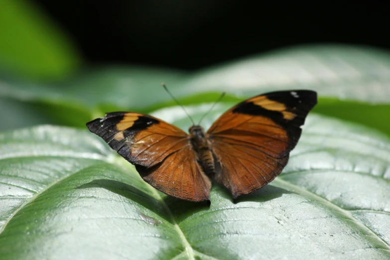 the orange erfly is resting on the green leaves