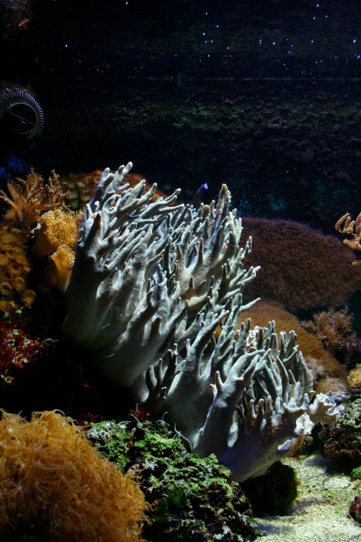 large groups of corals are growing and resting in the water