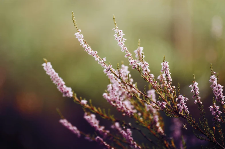 a close - up image of a flower and a purple background