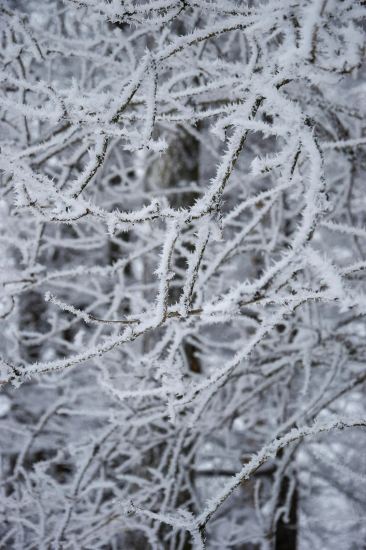 a large tree with nches covered in ice