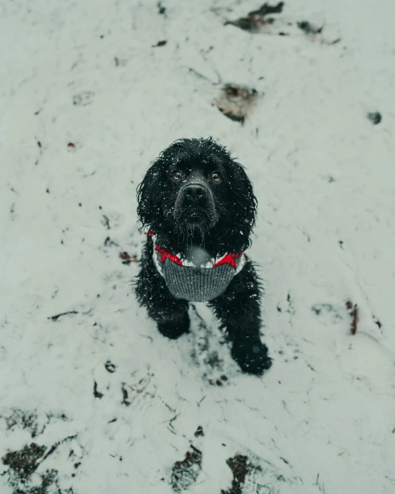 a black dog in snow covered ground looking up