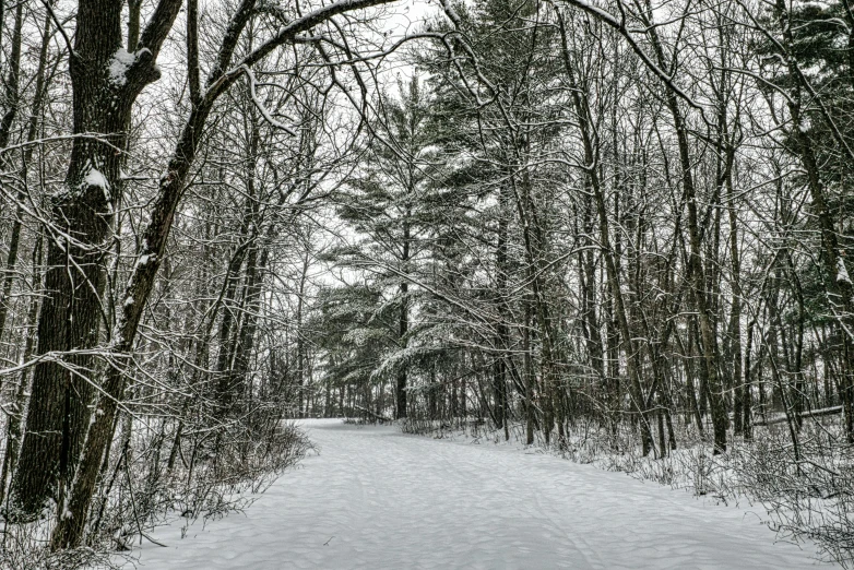 a path in the woods with snow falling down