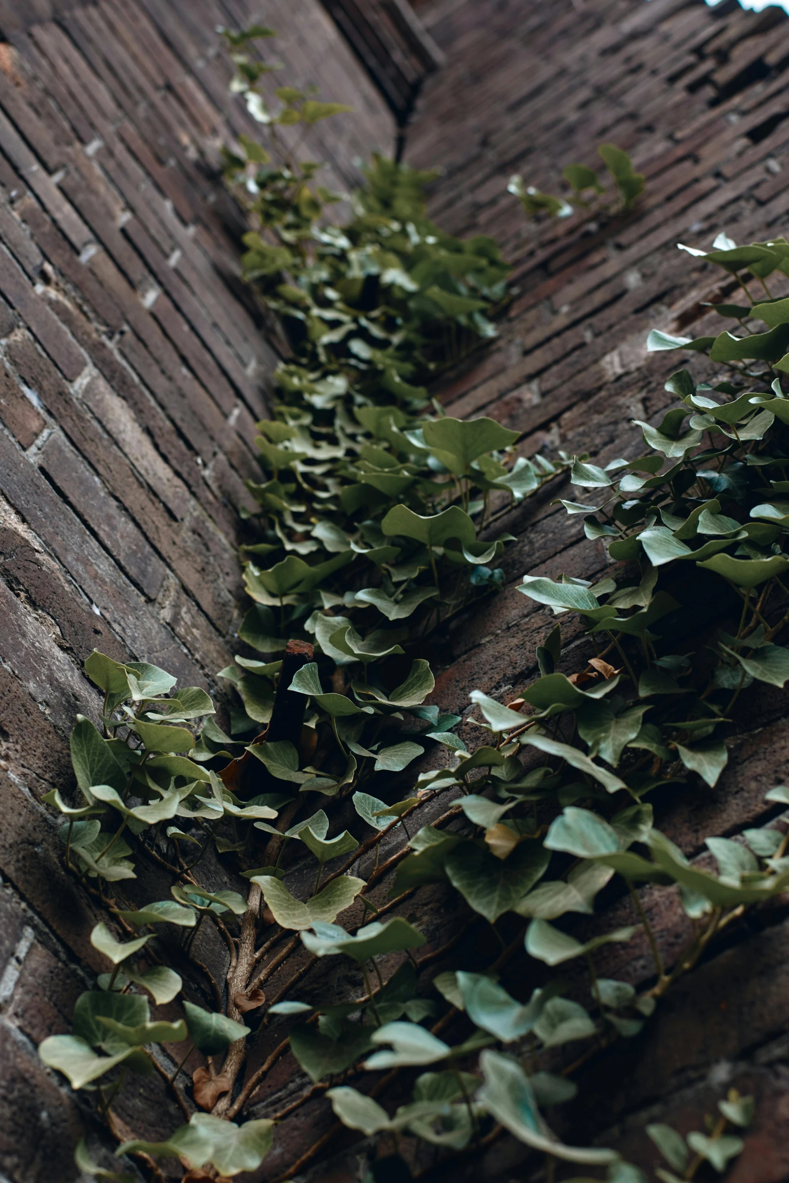 ivy vines climb up the side of a brick building