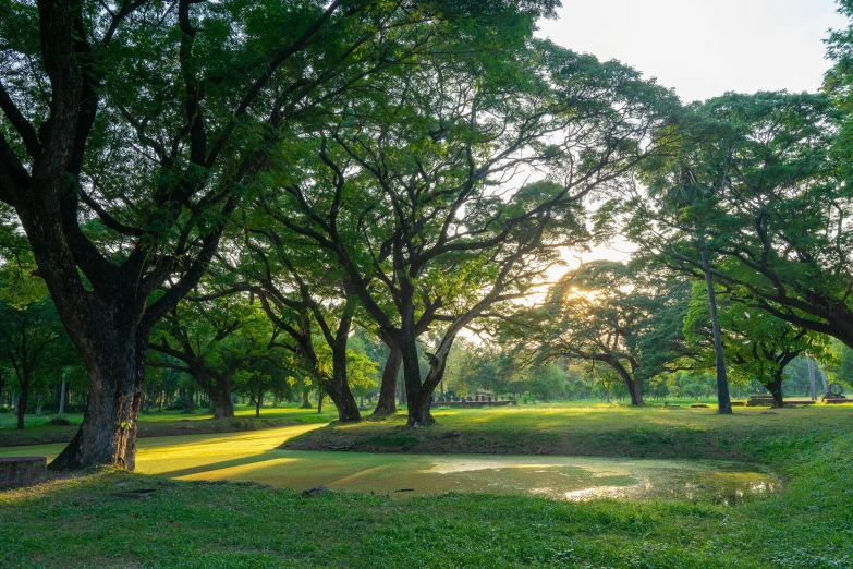 there are many trees in the park that look like this