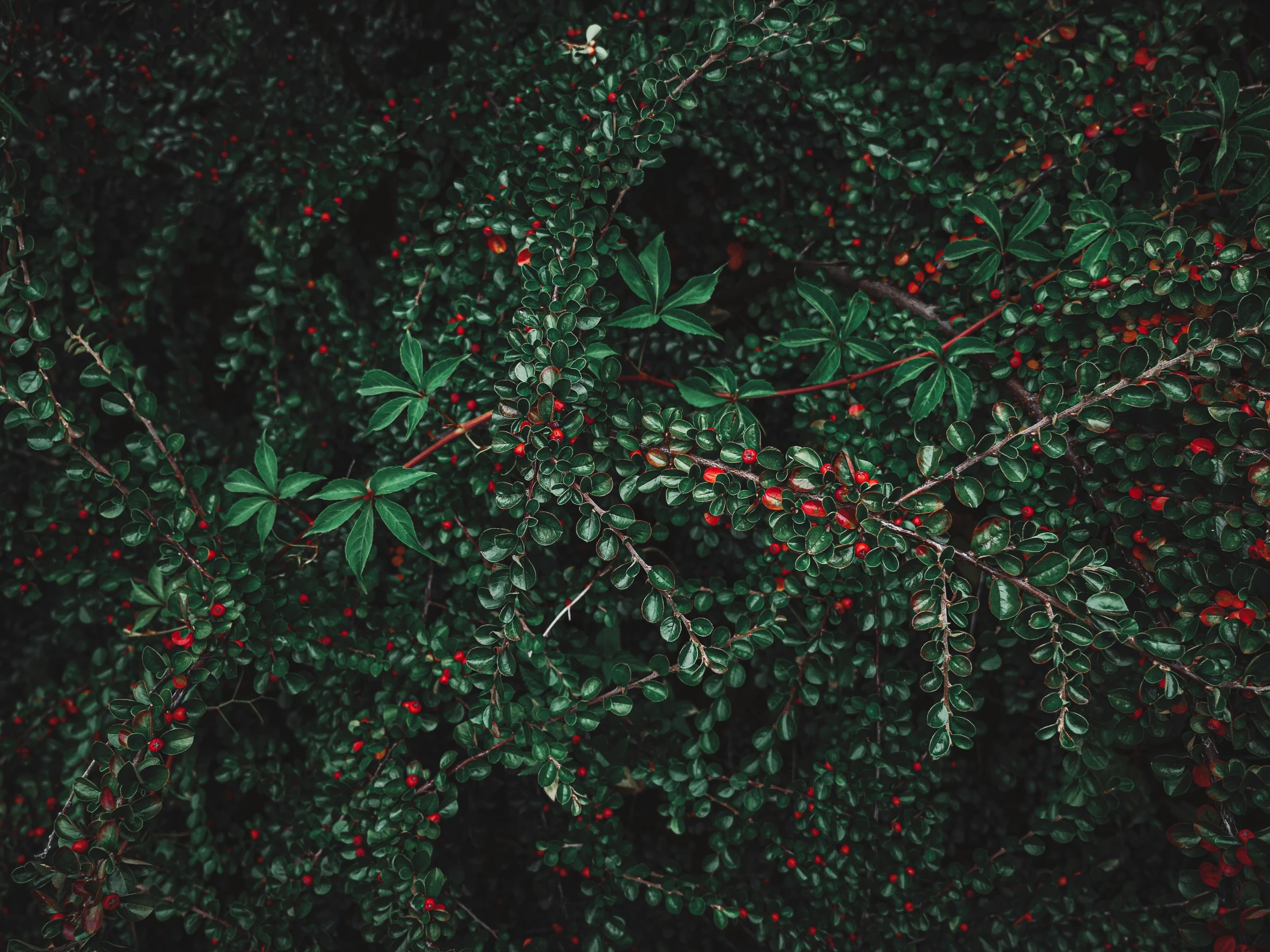 a close up image of berries and leaves from the top down