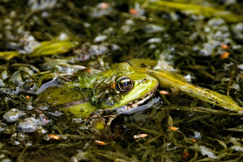 the frog is sitting in the wet grass