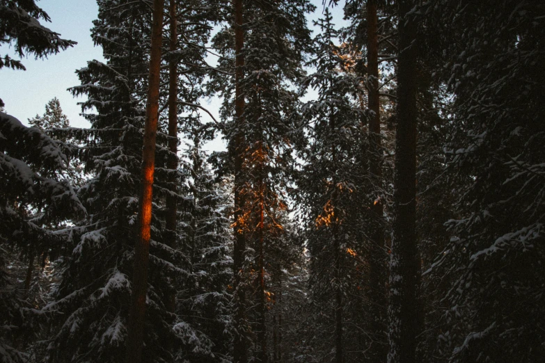 a lot of snow on trees in the night