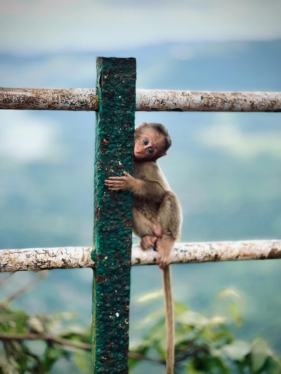 a small monkey sits on top of a fence post