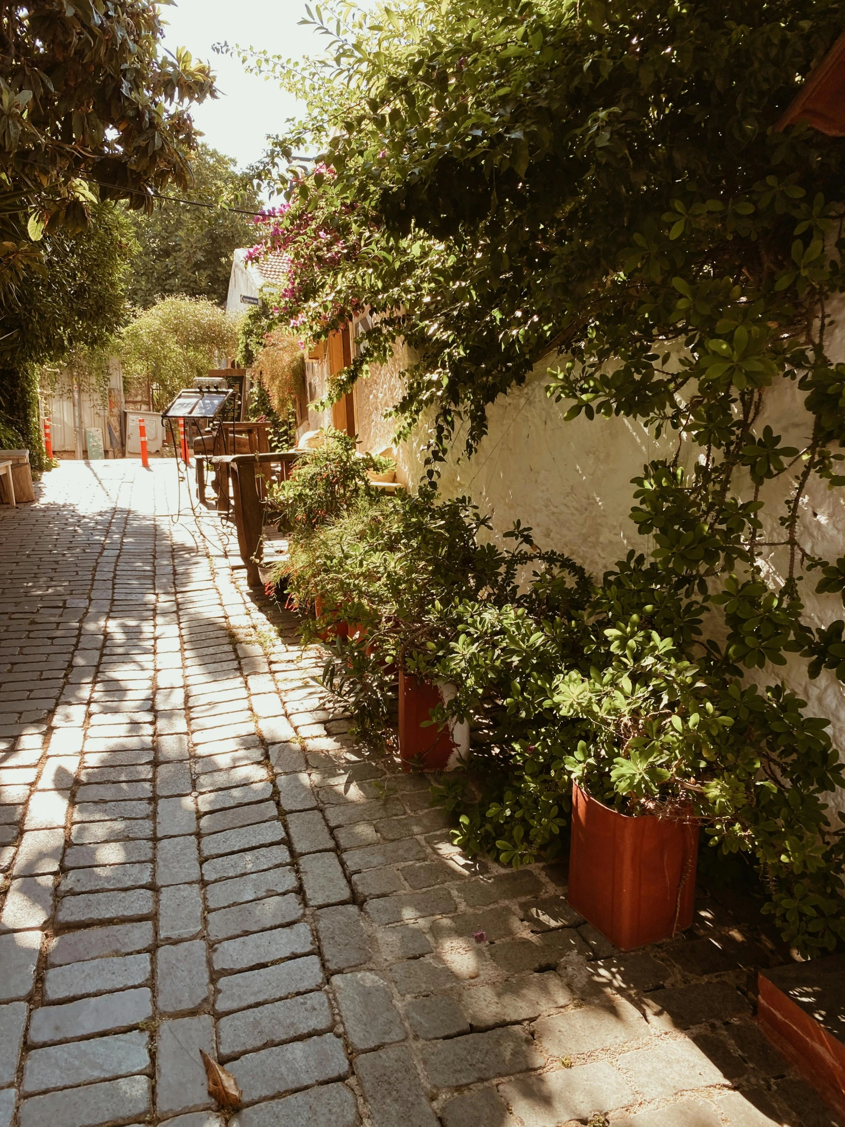 a view down an alley lined with greenery