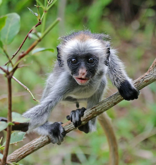 a monkey in a tree, staring directly at the camera