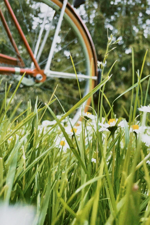 an old - fashioned bicycle sitting in tall grass