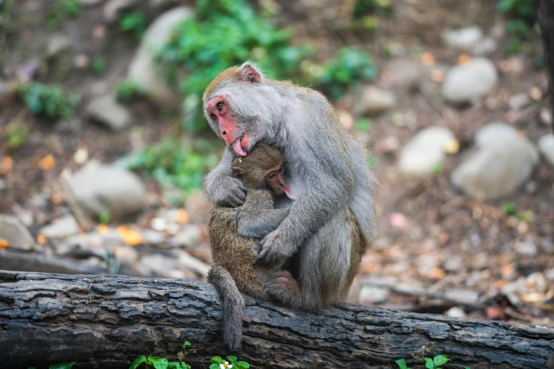 a monkey sits on top of a log and licks his teeth