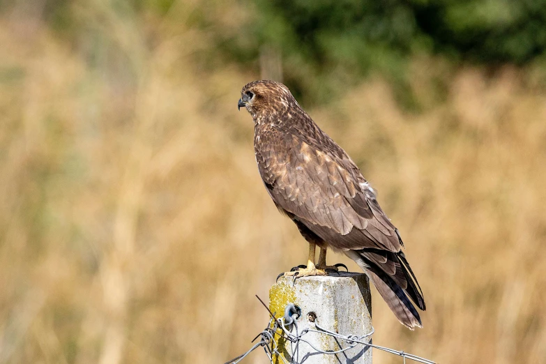 a bird sitting on a pole near tall brown grass