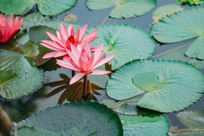 an image of pink waterlilies floating on a lake