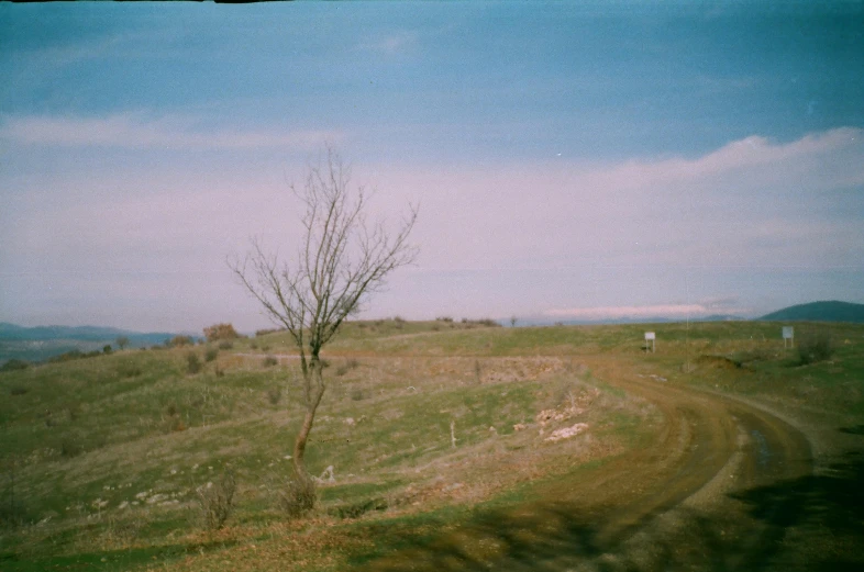 a small tree in a field next to a road