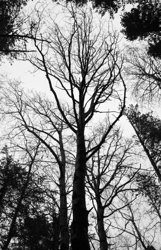 a lone tree standing in a forest on a clear day