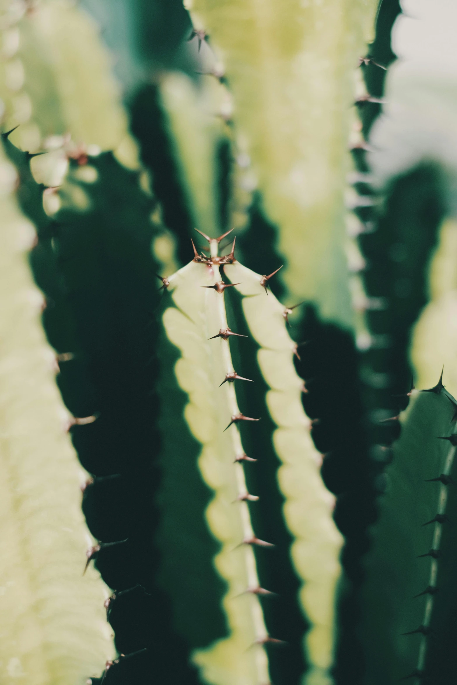 close up image of the top part of a cactus