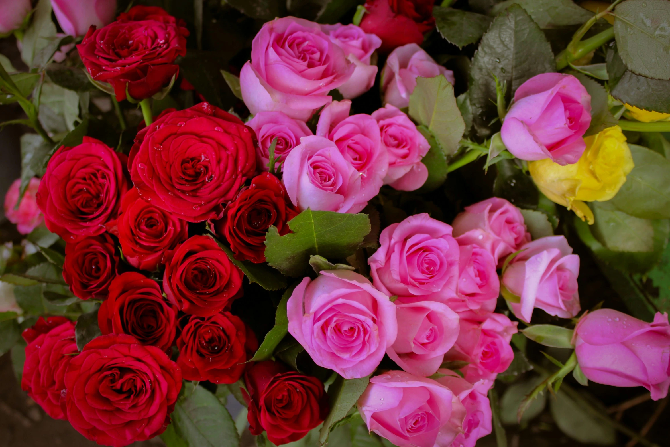 red and pink roses are pictured together in this arrangement