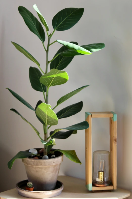 a potted plant sitting on a table next to an empty container