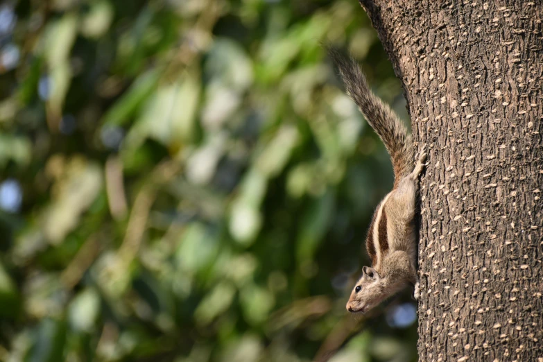 a squirrel on a tree climbing up the side of it