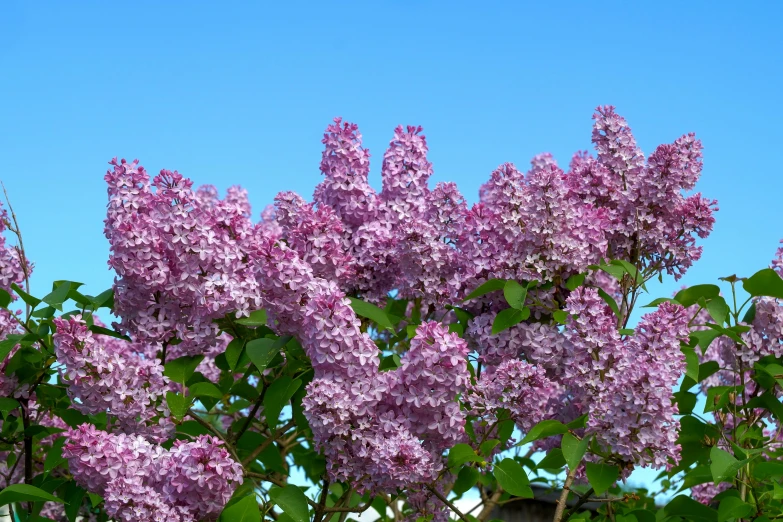 a bunch of lilacs in front of a blue sky