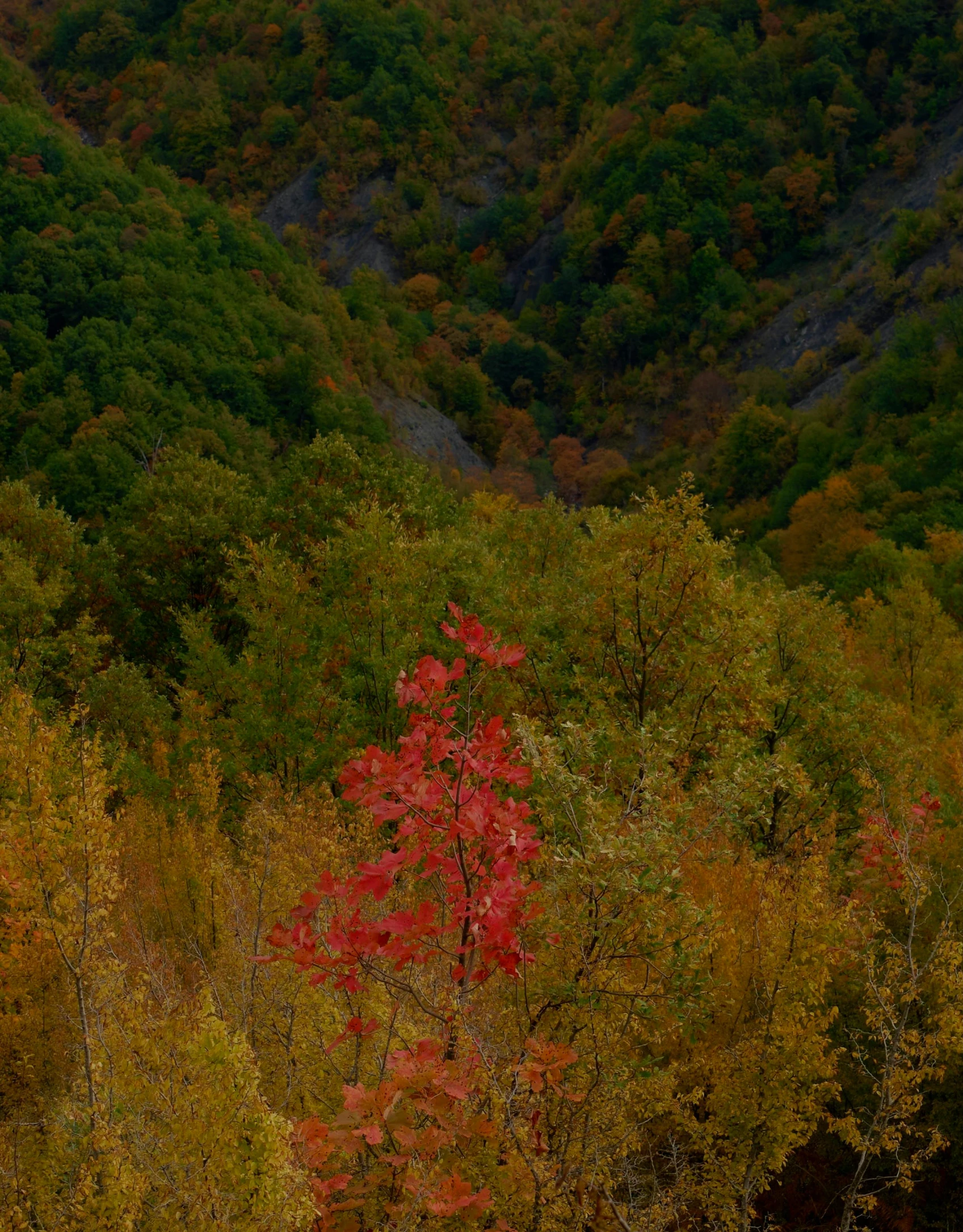 the tree is full of red leaves, and it's green in the fall