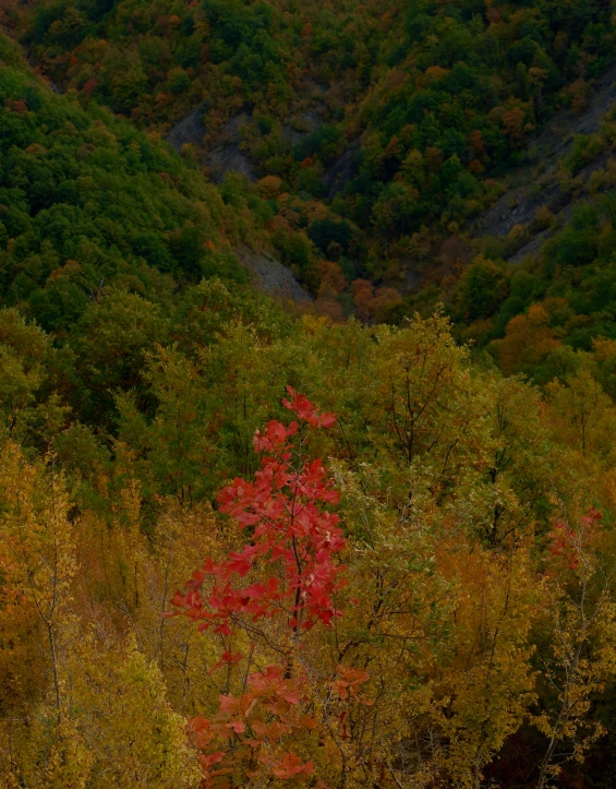 the tree is full of red leaves, and it's green in the fall