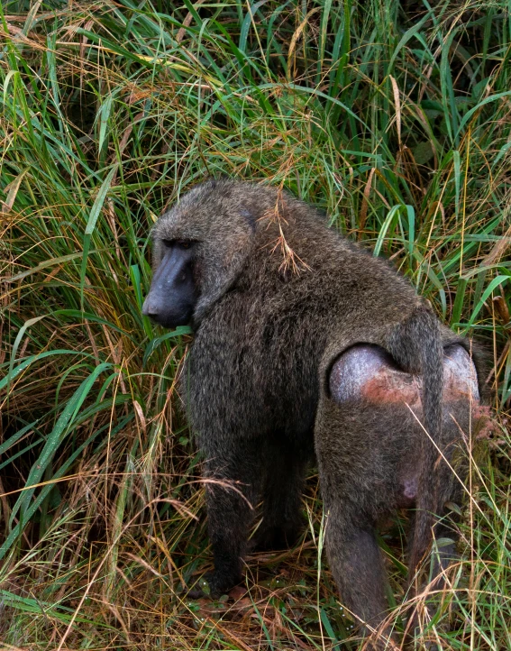 a baboon is lying down in some tall grass