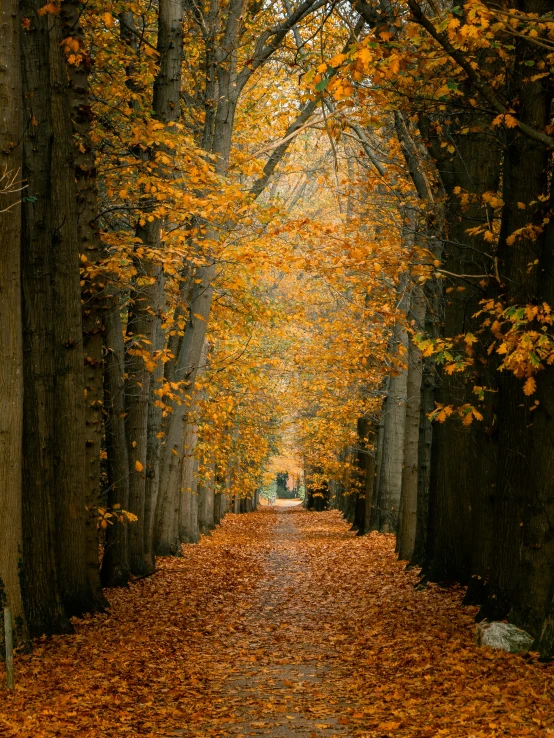 a tree lined street with lots of fall leaves