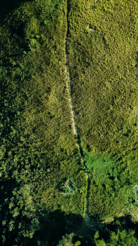 aerial s of a tree line taken on an aircraft in flight