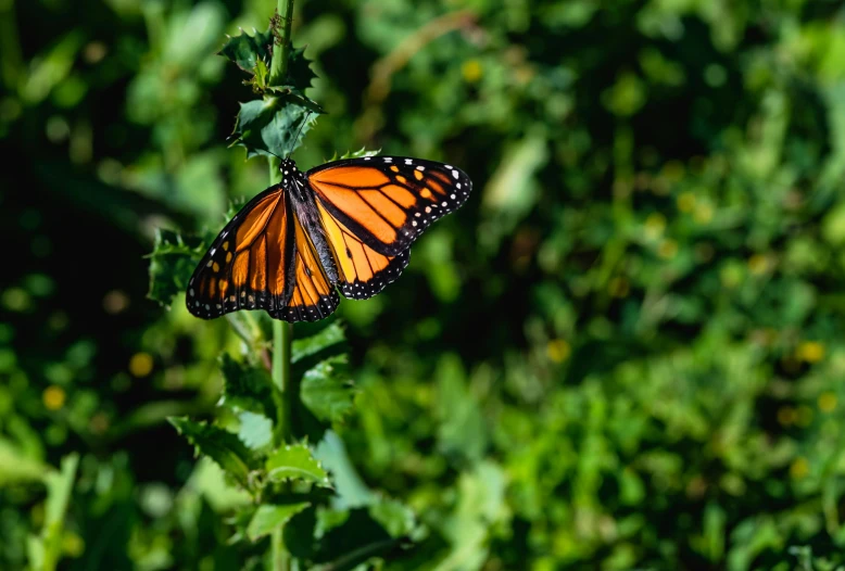 a single erfly that is sitting on a plant