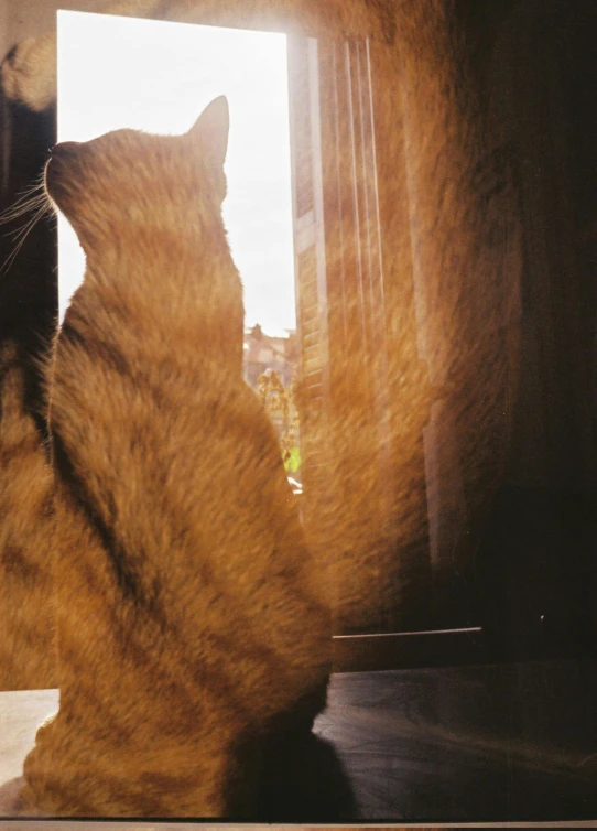 there is a cat sitting in a window sill