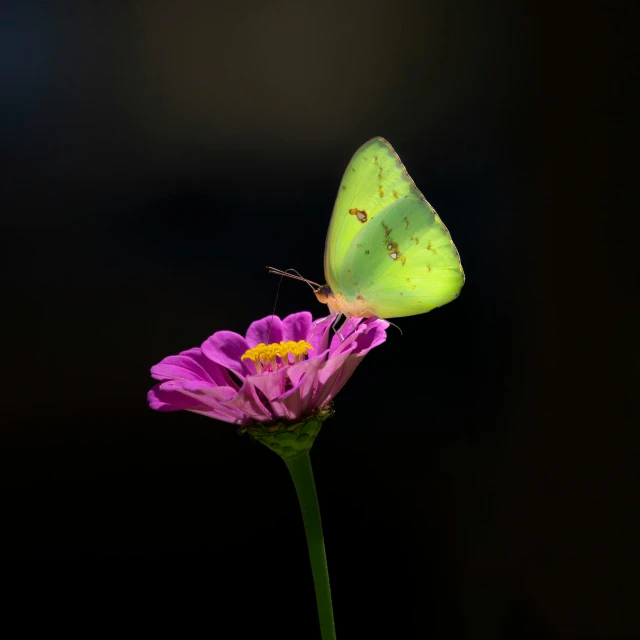 the green erfly sits on the purple flower
