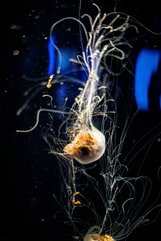 a small jellyfish swimming in a dark pool