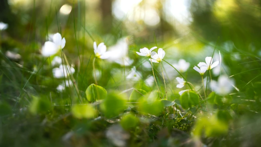 small white flowers growing in the grass