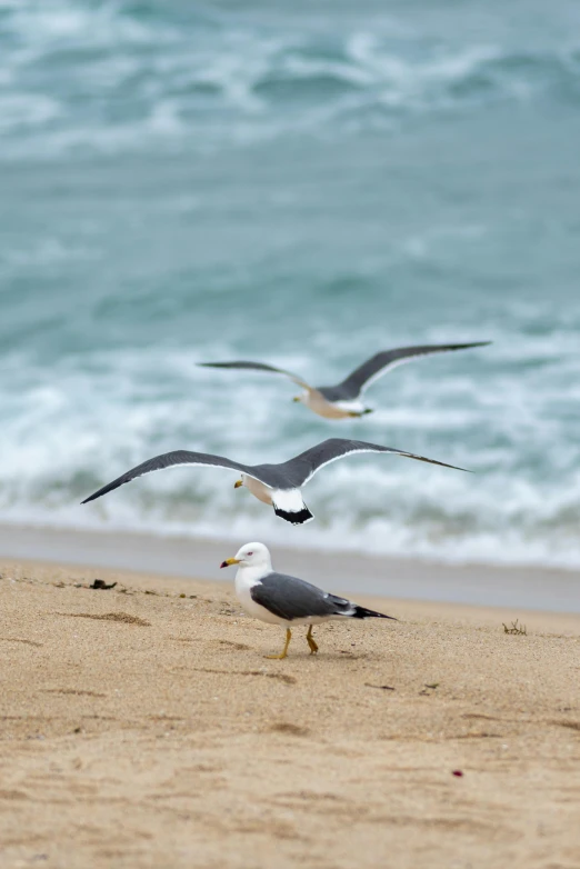 two seagulls are standing on the beach near the ocean